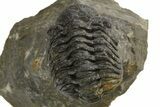Bargain, Morocops Trilobite Fossil -, Morocco #325992-2